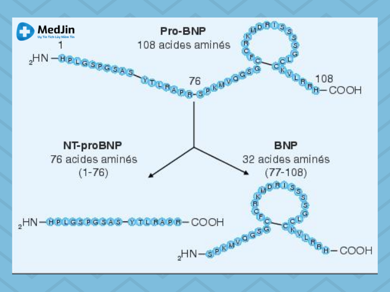 VAI TRÒ CỦA XÉT NGHIỆM PRO BNP TRONG CHẨN ĐOÁN SUY TIM